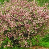 Photo de Weigela "Marjorie".